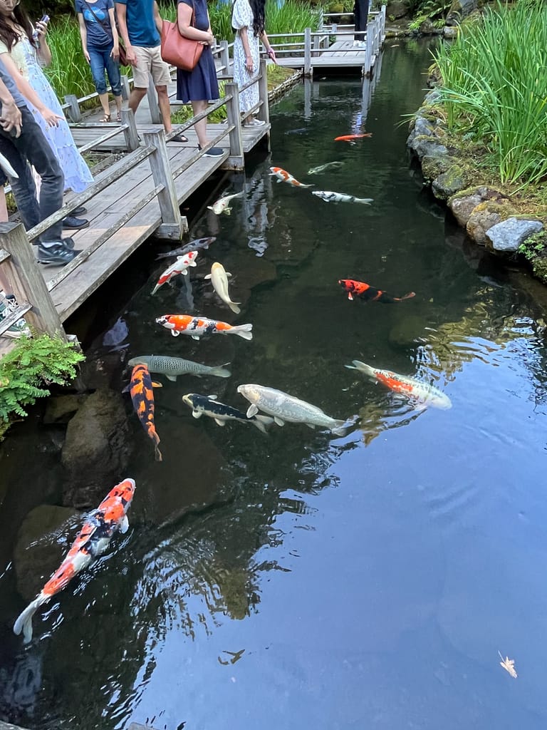 picture of koi pond